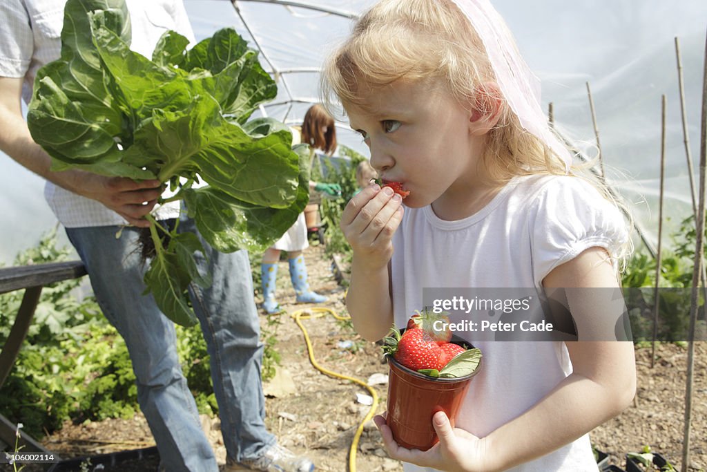 Family working in polytunnel, eating strawberrys