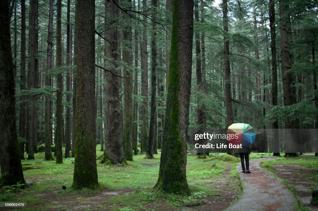 A dream calm walk in a luscious forest