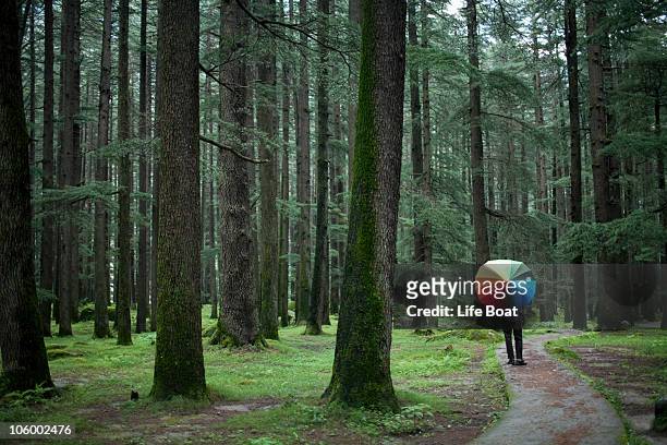 a dream calm walk in a luscious forest - himachal pradesh stock pictures, royalty-free photos & images