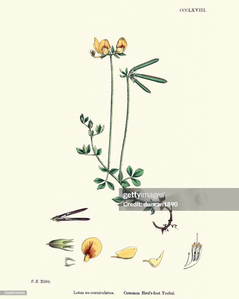 Flora, Lotus corniculatus, common bird's-foot trefoil