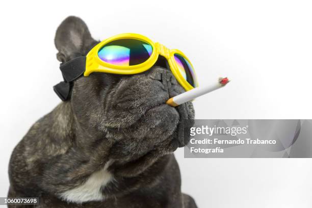 dog with glasses smoking - puppies wearing sunglasses stock pictures, royalty-free photos & images