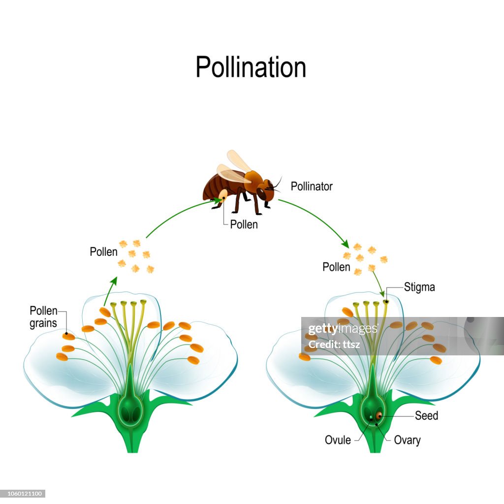 The process of cross-pollination with bee
