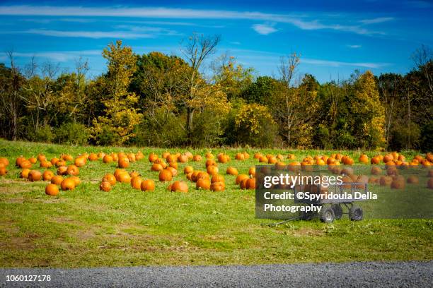 pumpkin patch - pumpkin patch stock pictures, royalty-free photos & images
