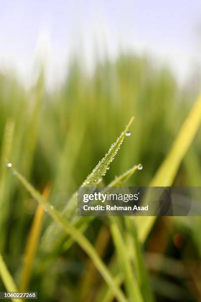 morning dewdrops on green leafs - rainy day in dhaka stock pictures, royalty-free photos & images