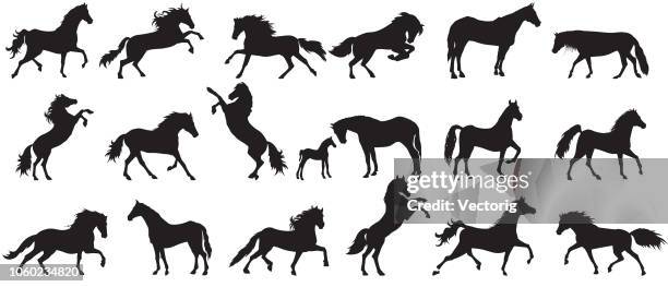 ilustraciones, imágenes clip art, dibujos animados e iconos de stock de silueta de caballo - caballo familia del caballo