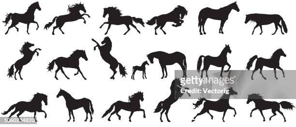 illustrazioni stock, clip art, cartoni animati e icone di tendenza di silhouette a cavallo - cavallo equino