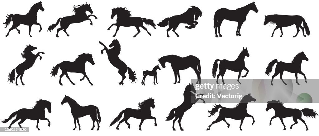 Paard silhouet