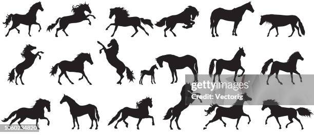 stockillustraties, clipart, cartoons en iconen met paard silhouet - mannetjesdier