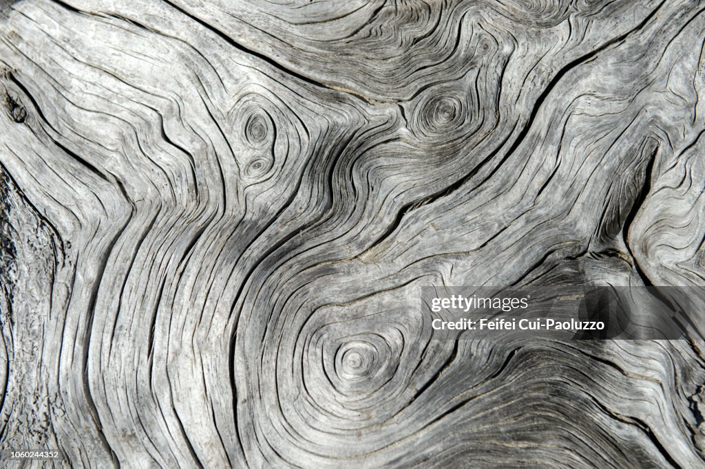 Tree rings and tree trunk on the beach of Cap Meares, Oregon state, USA