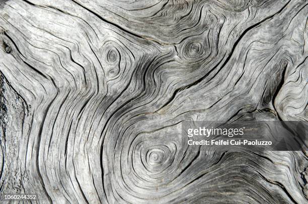 tree rings and tree trunk on the beach of cap meares, oregon state, usa - groeiring stockfoto's en -beelden
