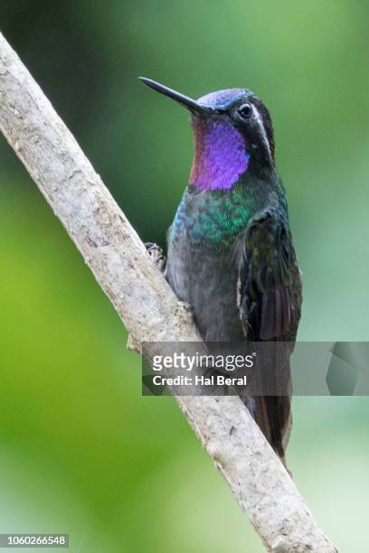 purple-throated mountain-gem hummingbird male - purple throated mountain gem stock pictures, royalty-free photos & images