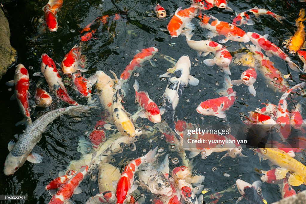 Carps in the water