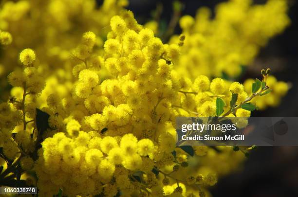 golden wattle tree in bloom - acacia fotografías e imágenes de stock