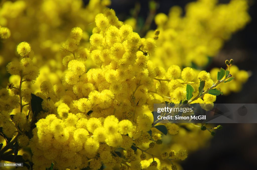 Golden wattle tree in bloom