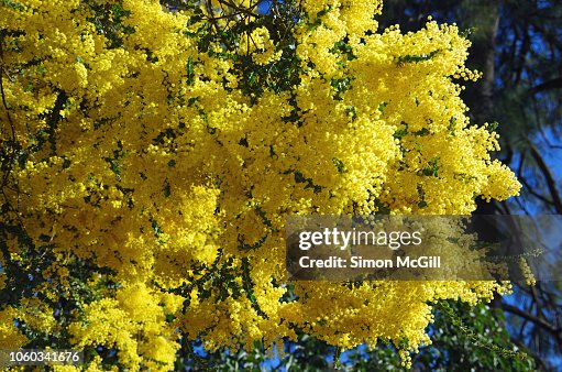 Golden Wattle Tree In Bloom High-Res Stock Photo - Getty Images