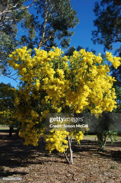 golden wattle tree in bloom - wattle flower stock pictures, royalty-free photos & images
