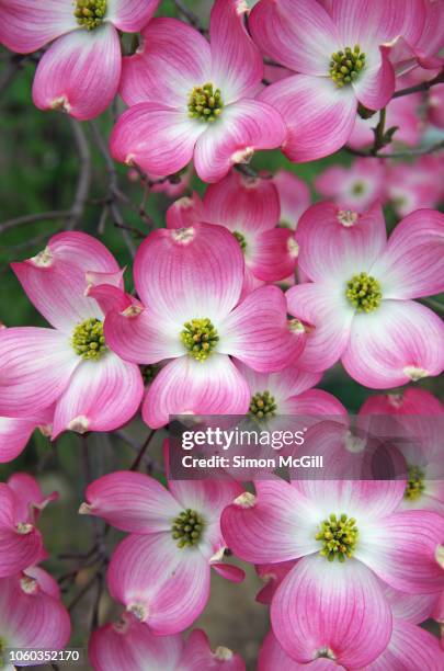 pink flowering dogwood (cornus florida) blooming in springtime - dogwood blossom fotografías e imágenes de stock