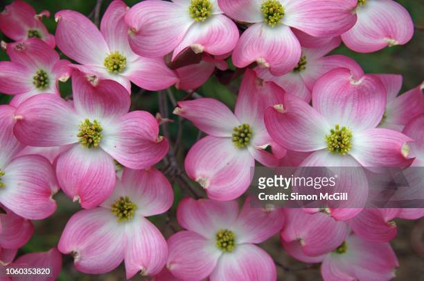 pink flowering dogwood (cornus florida) blooming in springtime - dogwood blossom fotografías e imágenes de stock