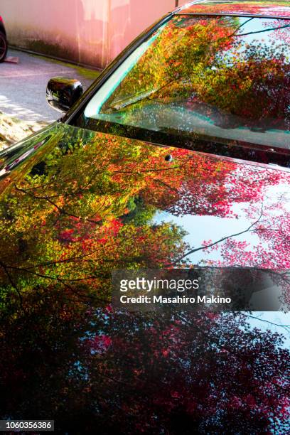 autumn japanese maple leaves reflected on  a car - フロントガラス ストックフォトと画像