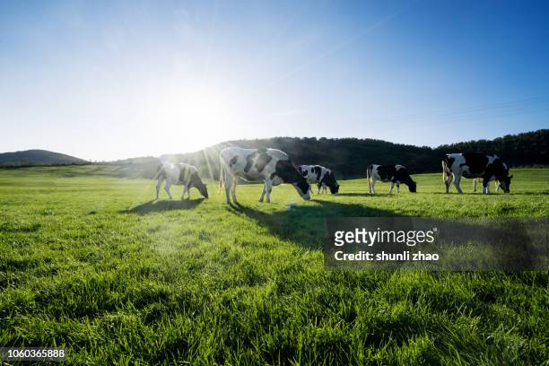 cows at grass - granja lechera fotografías e imágenes de stock