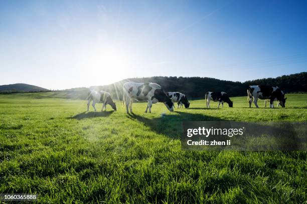 cows at grass - pastar - fotografias e filmes do acervo