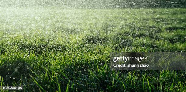 water drops - grass dew stock pictures, royalty-free photos & images