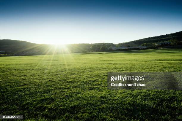 sunny summer landscape - horizon over land stock pictures, royalty-free photos & images