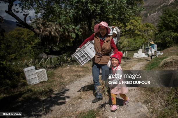 In this photo taken on October 10 a child walks with her mother as farmers harvest grapes at the Ao Yun vineyards located beneath the Meili mountain...