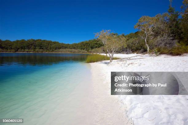 fraser island, queensland, australia - fraser island lake mckenzie stock pictures, royalty-free photos & images