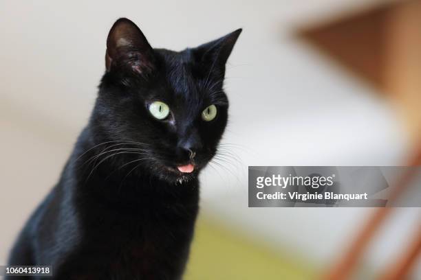 black cat sticking his tongue out and drooling. - cat sticking tongue out stock pictures, royalty-free photos & images