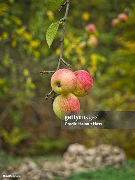Apple's Getting Ripe Ripen Apple Photos and Premium High Res Pictures - Getty Images