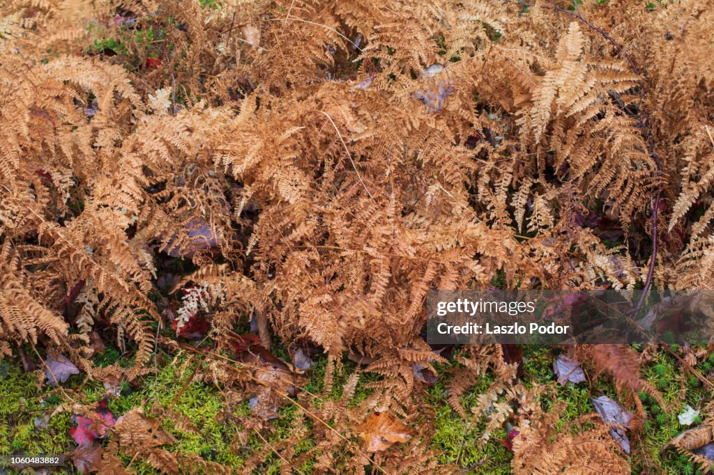 Wilted Hay-scented Fern