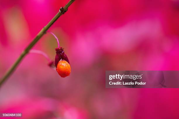 burning bush berry - burning bush 個照片及圖片檔