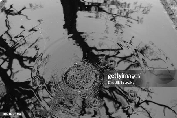 tree reflected on the surface of the water - japan wave pattern stock pictures, royalty-free photos & images