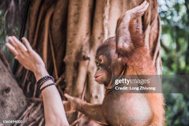 a orangutan - baby orangutan stock pictures, royalty-free photos & images