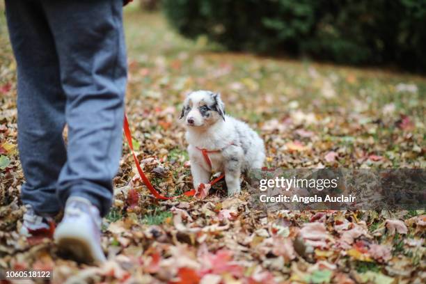 australian shepherd puppy first day home - australian shepherd eyes stock pictures, royalty-free photos & images