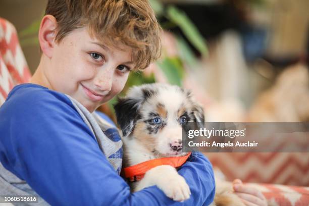 australian shepherd puppy first day home - australian shepherd eyes stock pictures, royalty-free photos & images