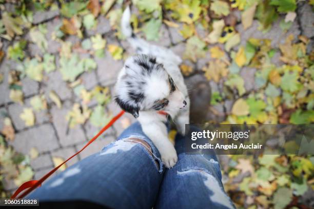 australian shepherd puppy first day home - puppy crate stock pictures, royalty-free photos & images