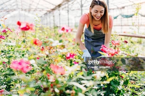 giardiniere professionista potatura piante di rose - orticoltura foto e immagini stock