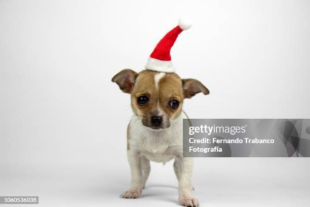 puppy with santa claus hat - santa hat imagens e fotografias de stock