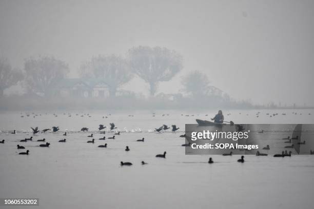 Woman seen rowing her boat across the Dal Lake as migratory birds float on a cold and foggy morning in Srinagar. The night temperature settled...
