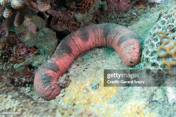 edible sea cucumber on sandy bottom - nosy be stock pictures, royalty-free photos & images