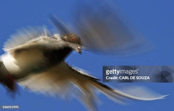 Pigeon is pictured as it flies from a coop in Lahore on October 24, 2010. It is estimated that there are over 300,000 pigeon fanciers in Lahore,...