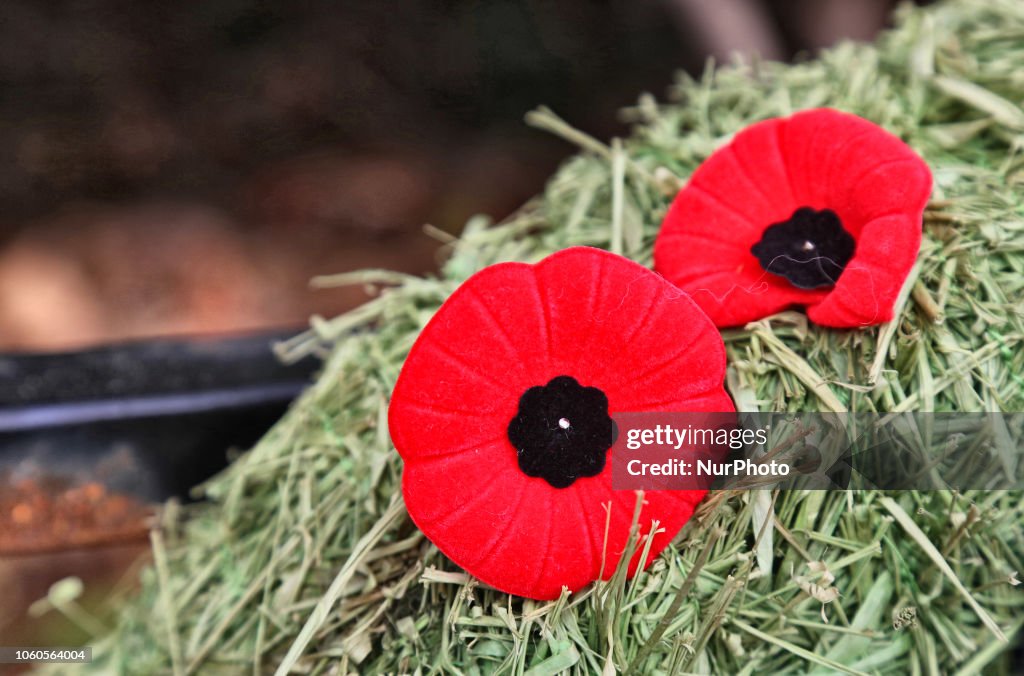 Remembrance Day In Canada