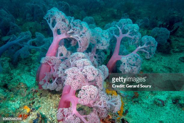 thistle soft coral on sea floor - nosy be stock-fotos und bilder