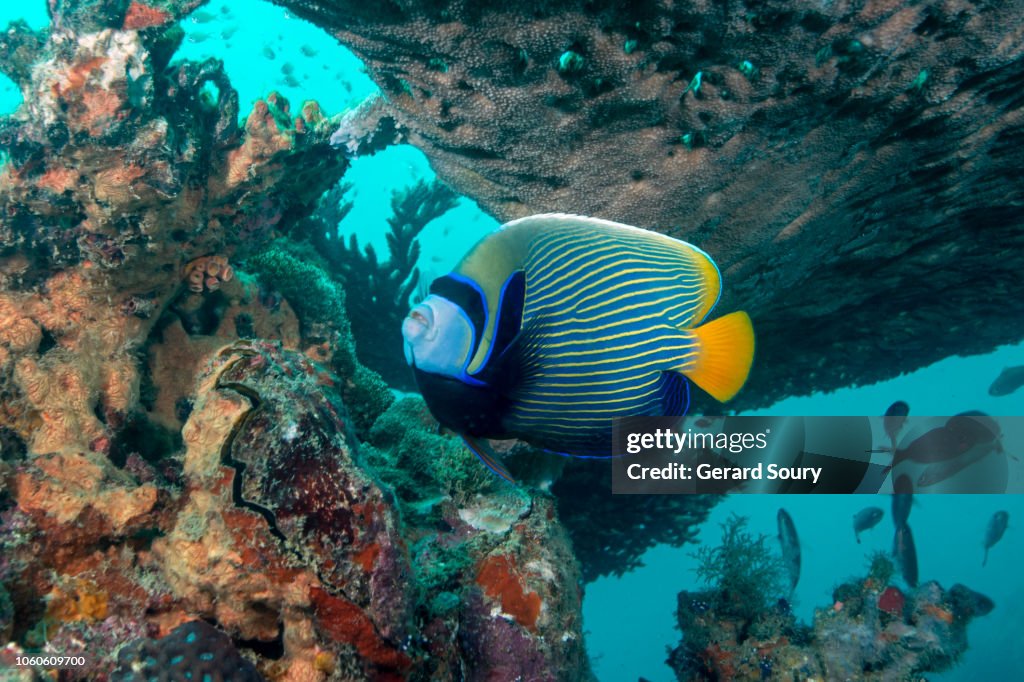 An emperor angel fish standing under a coral table