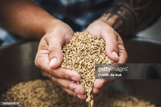 landwirt holding körner - barley stock-fotos und bilder