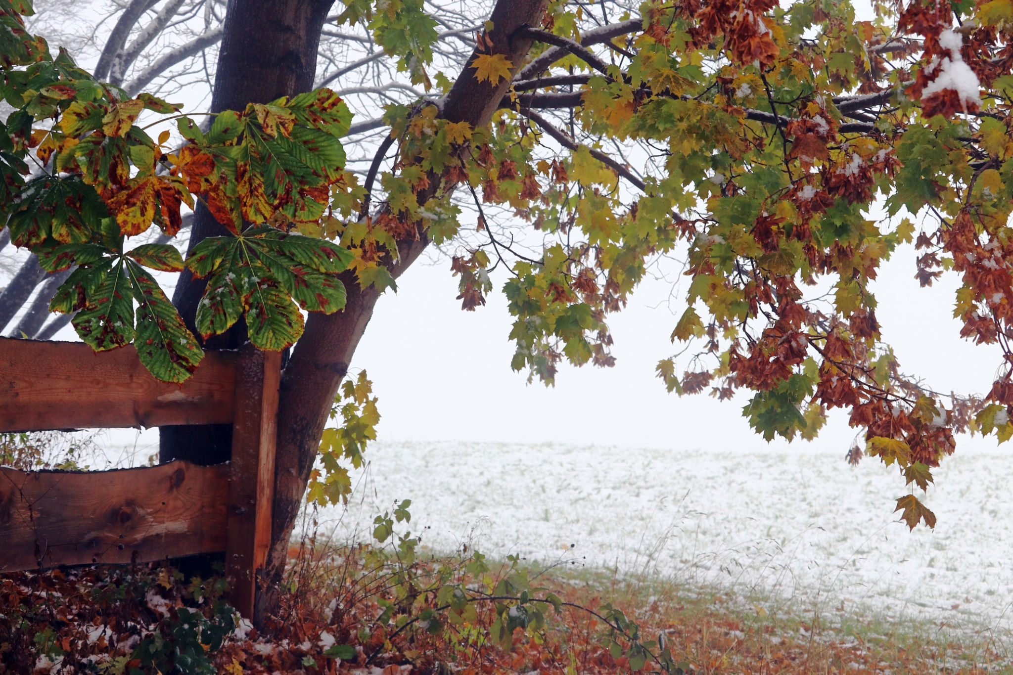 A cold foggy day with snow in autumn. Autumn leaves in snow and fog A cold foggy day with snow in autumn. Autumn leaves in snow and fog