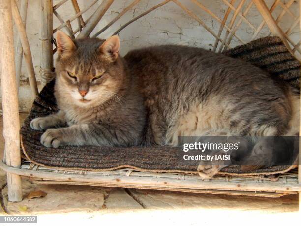 a relaxed aegyptian mau cat taking a nap - egyptian mau stock pictures, royalty-free photos & images