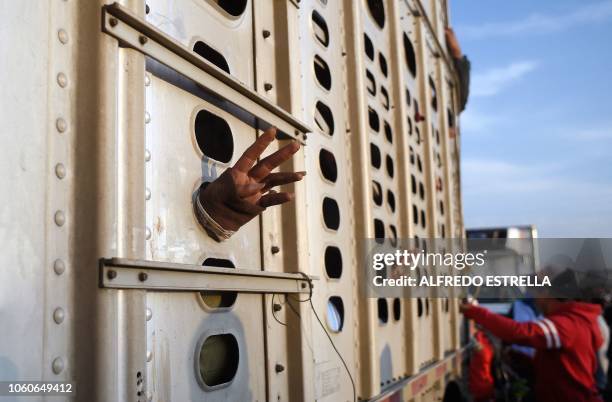 Woman taking part in a caravan of migrants from poor Central American countries -mostly Hondurans- moving towards the United States in hopes of a...